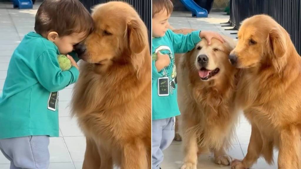 Golden Retrievers Don’t Rush Toddler Holding the Ball, Just Watch Him Walk Away With It