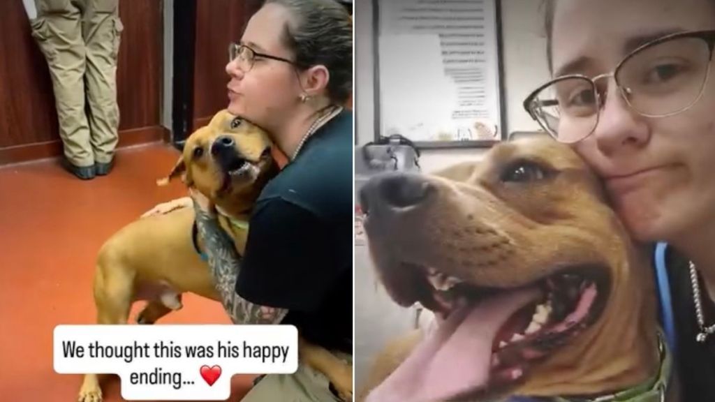 Shelter Dog Thought He Found His Family Only to Be Surrendered Over a Month Later