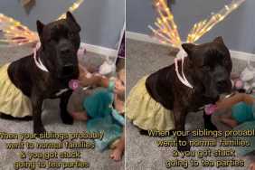 Big Dog Is Exactly Where He Belongs With Toddler, Playing Dress-up & Making Memories