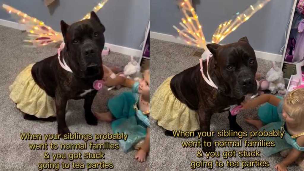 Big Dog Is Exactly Where He Belongs With Toddler, Playing Dress-up & Making Memories