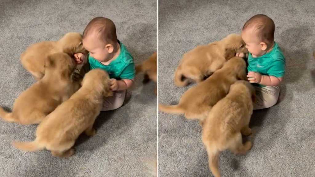 One Tiny Toddler Somehow Became the Leader of This Puppy Pack
