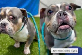 Shelter Dog Judged for ‘Being Broken’ Still Has a Lot of Love to Give