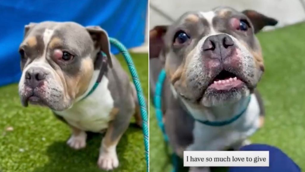 Shelter Dog Judged for ‘Being Broken’ Still Has a Lot of Love to Give