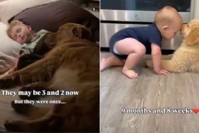 Golden Retriever & Toddler Are Inseparable Now but They Were Once Babies Growing up Together
