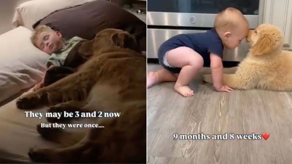 Golden Retriever & Toddler Are Inseparable Now but They Were Once Babies Growing up Together