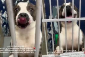 Human Learns Shelter Dog They Once Met Was Returned Twice but Still Refuses To Give up on Love