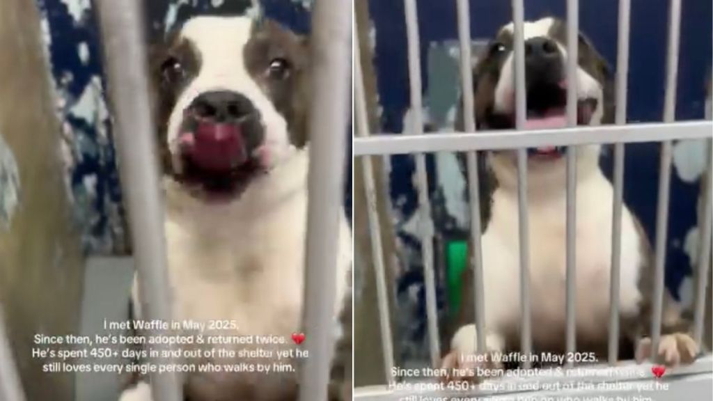Human Learns Shelter Dog They Once Met Was Returned Twice but Still Refuses To Give up on Love