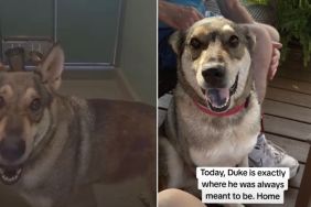 Shelter Dog Had Accepted His Cruel Fate, Until He Saw His Life Change