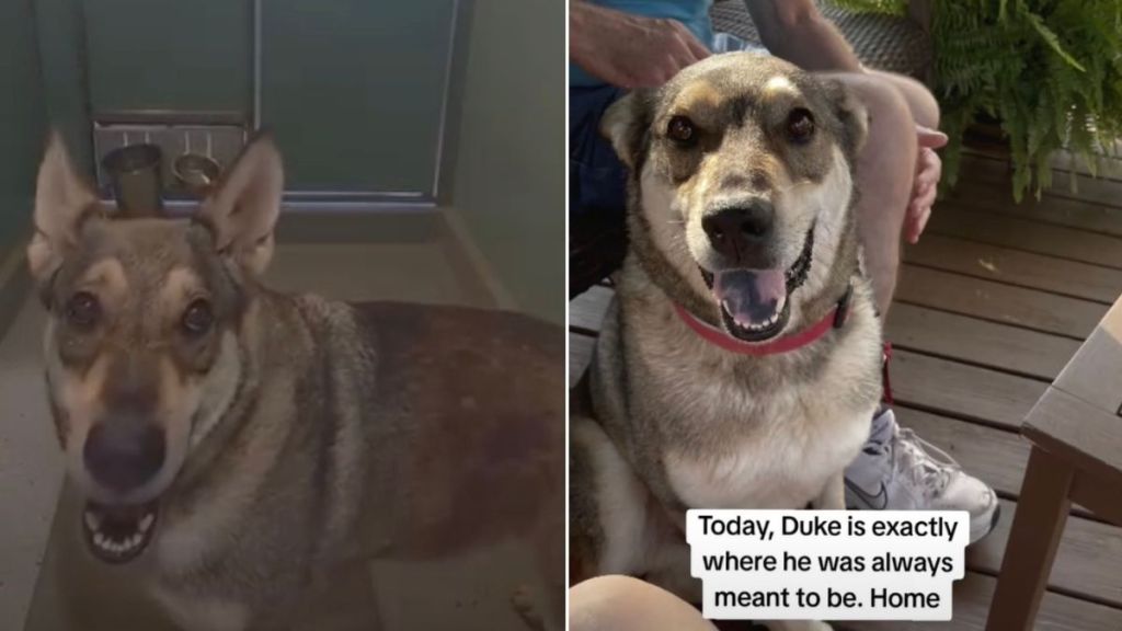 Shelter Dog Had Accepted His Cruel Fate, Until He Saw His Life Change