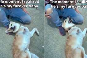 A Year After Meeting Rescue Dog, Human Shares the Exact Moment She Knew He Was Her Baby