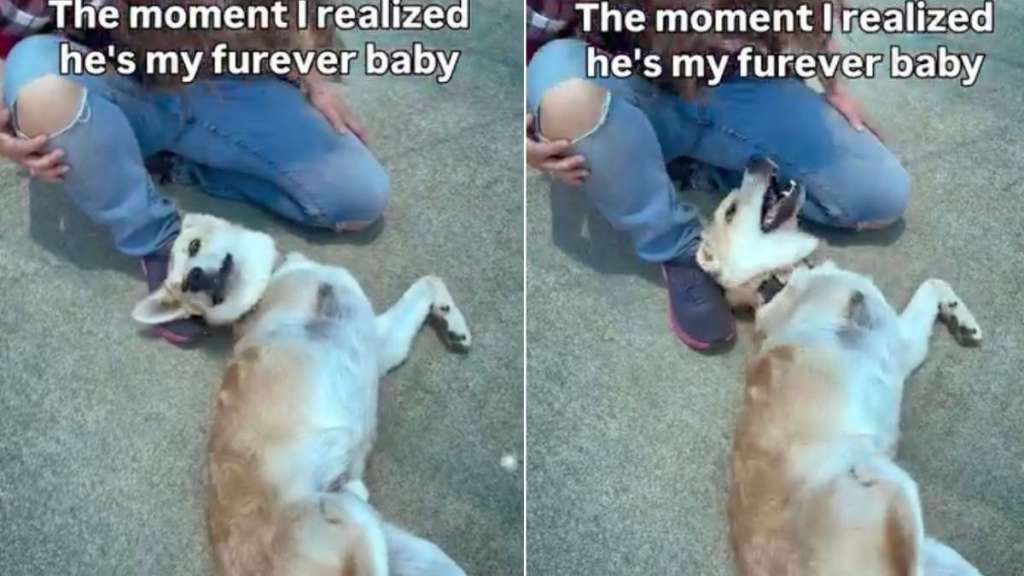 A Year After Meeting Rescue Dog, Human Shares the Exact Moment She Knew He Was Her Baby
