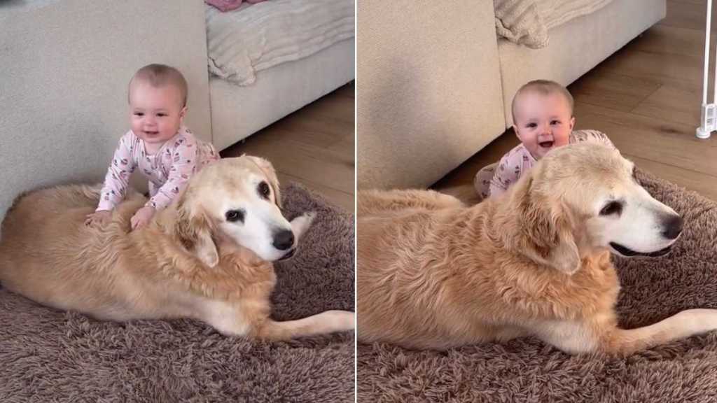 After Golden Retriever Knows Little Baby Feels Safe With Her, She Lets Her Do This