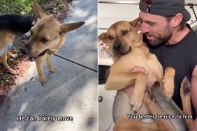Rescue Dog Listens When Dad Tells Him Not To Be Mean To Injured Baby Bird, Helps Save Him