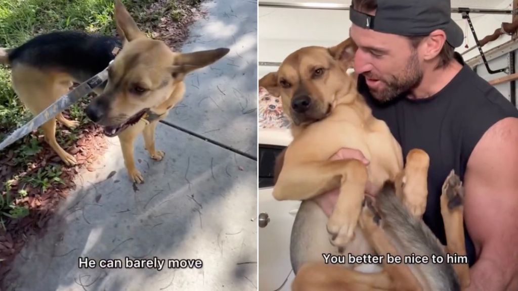 Rescue Dog Listens When Dad Tells Him Not To Be Mean To Injured Baby Bird, Helps Save Him