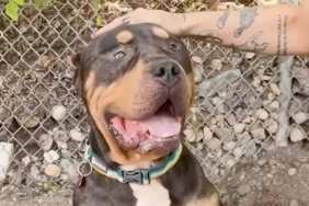 Rescue Dog Found as a Stray Wins Over Internet With His Big Head