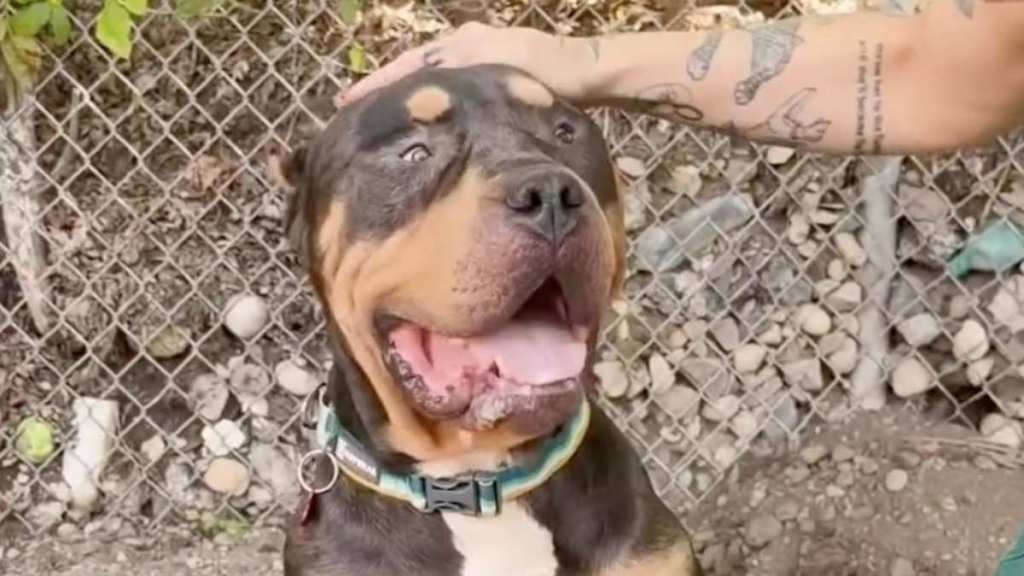 Rescue Dog Found as a Stray Wins Over Internet With His Big Head