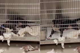 Shelter Dog Does One Unexpected Thing That Makes Human See Her Heartbreaking Reality