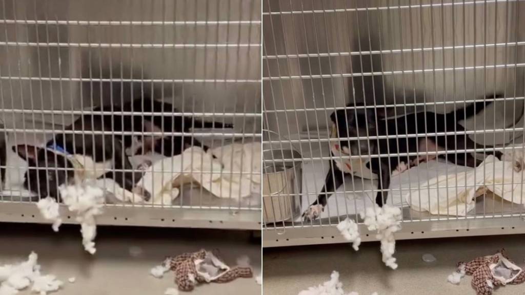 Shelter Dog Does One Unexpected Thing That Makes Human See Her Heartbreaking Reality