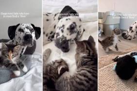 Big Dog Mothers ‘Babies’ Who Aren’t Even Her Own & Gives Human Hope for Something Beautiful