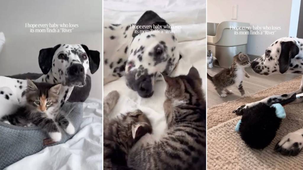 Big Dog Mothers ‘Babies’ Who Aren’t Even Her Own & Gives Human Hope for Something Beautiful