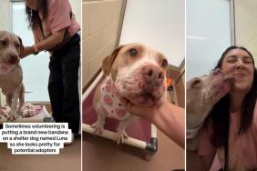 Shelter Dog Almost Pushes Her Way Out of the Kennel but Stays Put for a Sweet Surprise