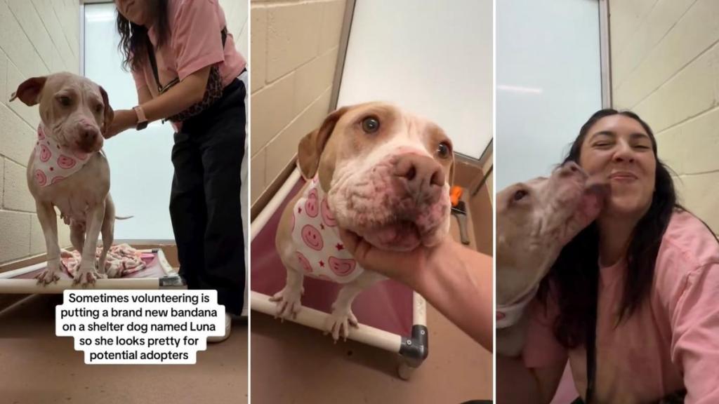 Shelter Dog Almost Pushes Her Way Out of the Kennel but Stays Put for a Sweet Surprise