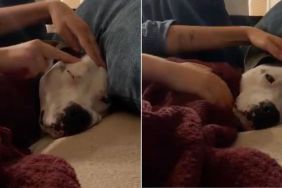 Humans Comfort Rescue Dog, Who Was Once a Neglected Stray, So She Never Feels Scared Again