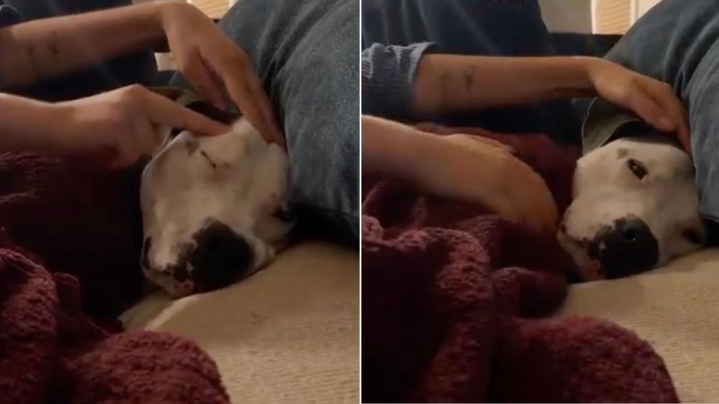 Humans Comfort Rescue Dog, Who Was Once a Neglected Stray, So She Never Feels Scared Again