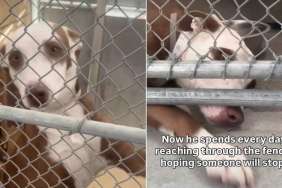 Shelter Dog’s Tiny Paw Reaches Out of Kennel, Hoping Someone Will Hold It