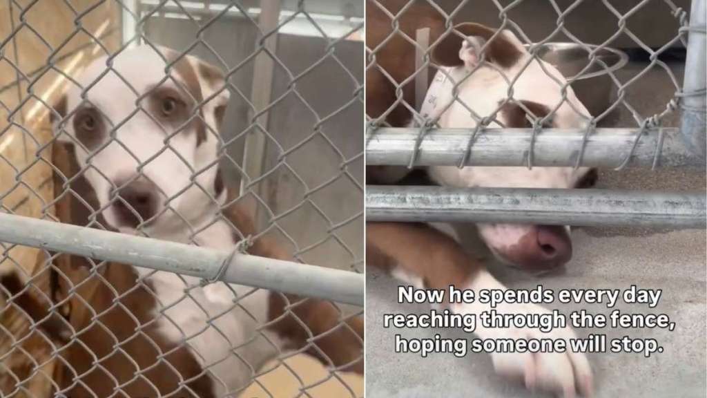 Shelter Dog’s Tiny Paw Reaches Out of Kennel, Hoping Someone Will Hold It