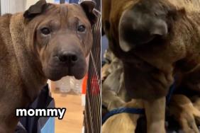 Mama Dog Gives Birth Soon After Rescue & Holds Her Babies Close Like She’s Afraid To Lose Them