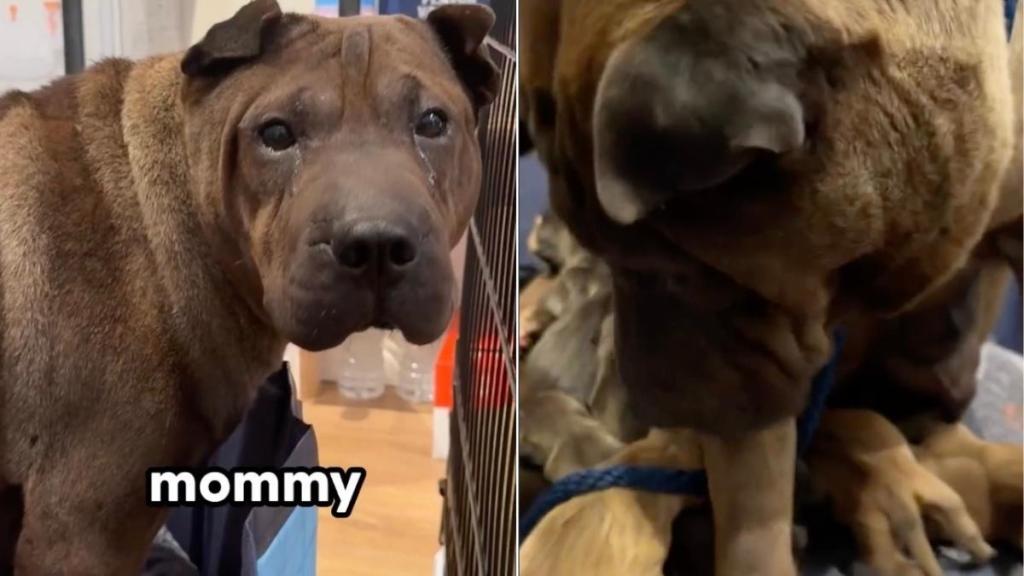 Mama Dog Gives Birth Soon After Rescue & Holds Her Babies Close Like She’s Afraid To Lose Them