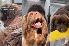 Big Dog Is Heartbroken, Thinking Only Grandma Can Fix His Favorite Toy, Until This Happens