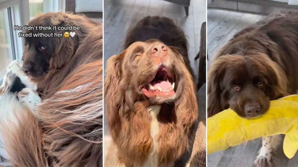 Big Dog Is Heartbroken, Thinking Only Grandma Can Fix His Favorite Toy, Until This Happens