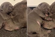 Mama Dog’s Little Baby Snuggles Close to Her but What Happens Next Unfolds a Gentle Tale