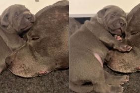Mama Dog’s Little Baby Snuggles Close to Her but What Happens Next Unfolds a Gentle Tale