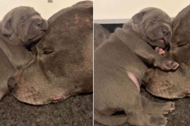 Mama Dog’s Little Baby Snuggles Close to Her but What Happens Next Unfolds a Gentle Tale