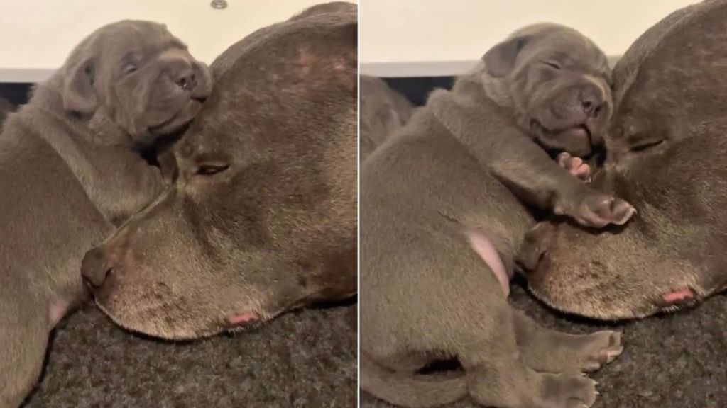 Mama Dog’s Little Baby Snuggles Close to Her but What Happens Next Unfolds a Gentle Tale