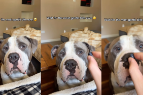 Human Realizes She Never Has To Worry About Dog Because He Knows Exactly How Gentle To Be
