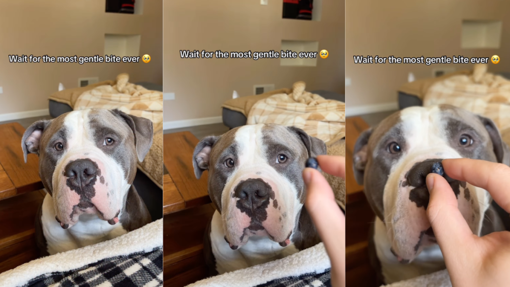 Human Realizes She Never Has To Worry About Dog Because He Knows Exactly How Gentle To Be