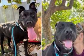 Shelter Dog Suddenly Walks Out of Her Kennel Toward Human Who Knows Her Heartbreaking Story