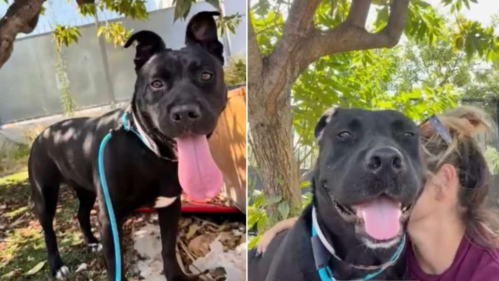 Shelter Dog Suddenly Walks Out of Her Kennel Toward Human Who Knows Her Heartbreaking Story