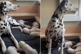 Mama Dog’s Little Baby Clings to Her Paw Afraid To Let Go, Then Moves Closer for Snuggles