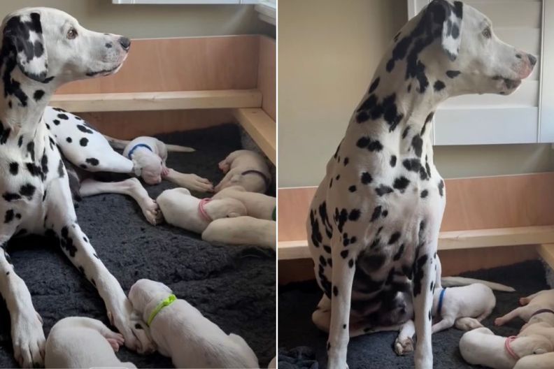 Mama Dog’s Little Baby Clings to Her Paw Afraid To Let Go, Then Moves Closer for Snuggles