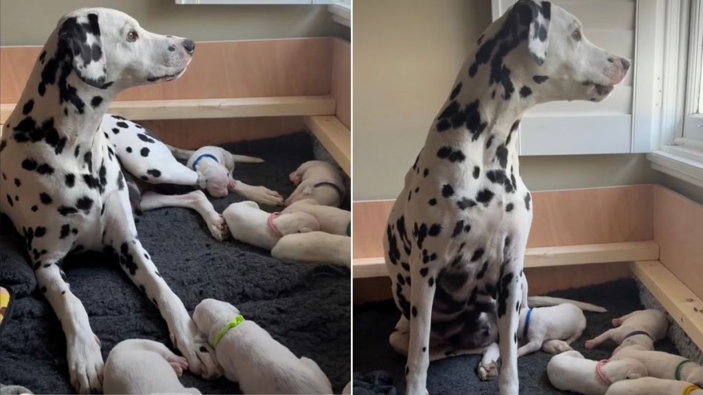 Mama Dog’s Little Baby Clings to Her Paw Afraid To Let Go, Then Moves Closer for Snuggles