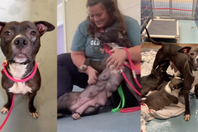Mama Shelter Dog Accepts Human’s Help, Knowing Her Babies Are Safe Enough for Her To Rest