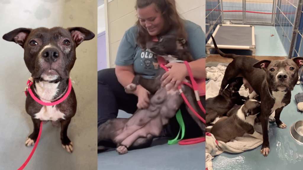 Mama Shelter Dog Accepts Human’s Help, Knowing Her Babies Are Safe Enough for Her To Rest