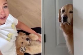 Golden Retriever Sulks Behind a Wall, Upset at Human Petting the Little Puppy Instead of Him