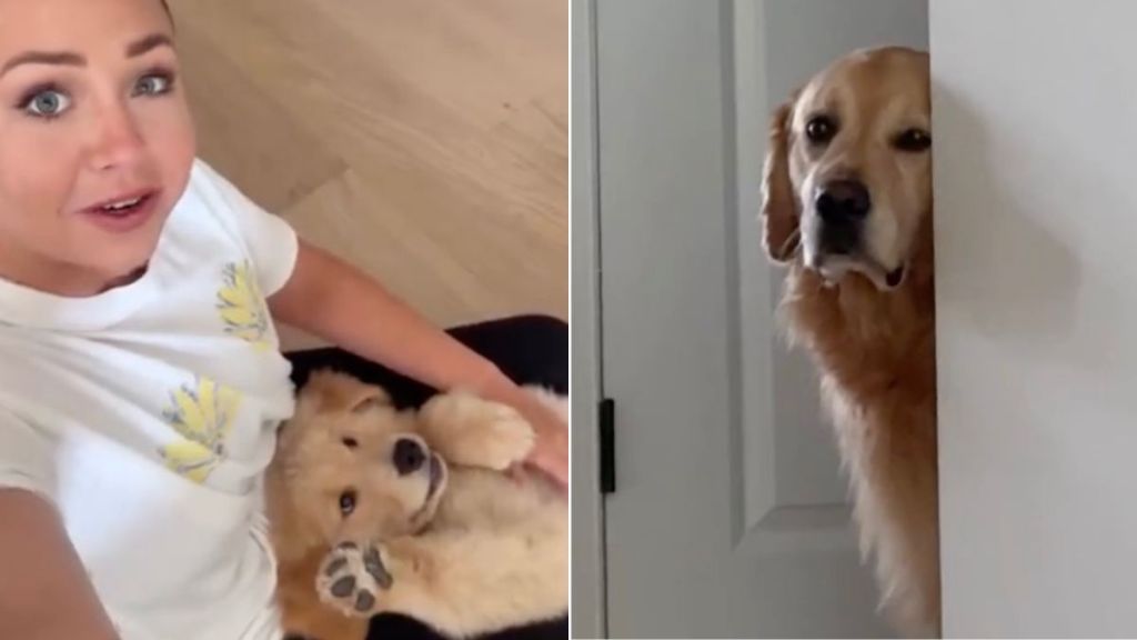 Golden Retriever Sulks Behind a Wall, Upset at Human Petting the Little Puppy Instead of Him
