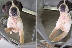 Shelter Dog Clings to Kennel Door Day After Day, Hoping To Get Noticed Before It’s Too Late